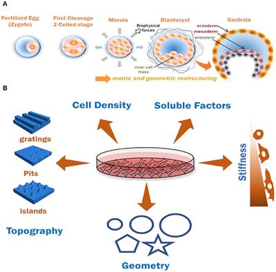 Micro-Engineered Models of Development Using Induced Pluripotent Stem Cells